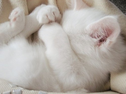 chaton blanc trop mignon