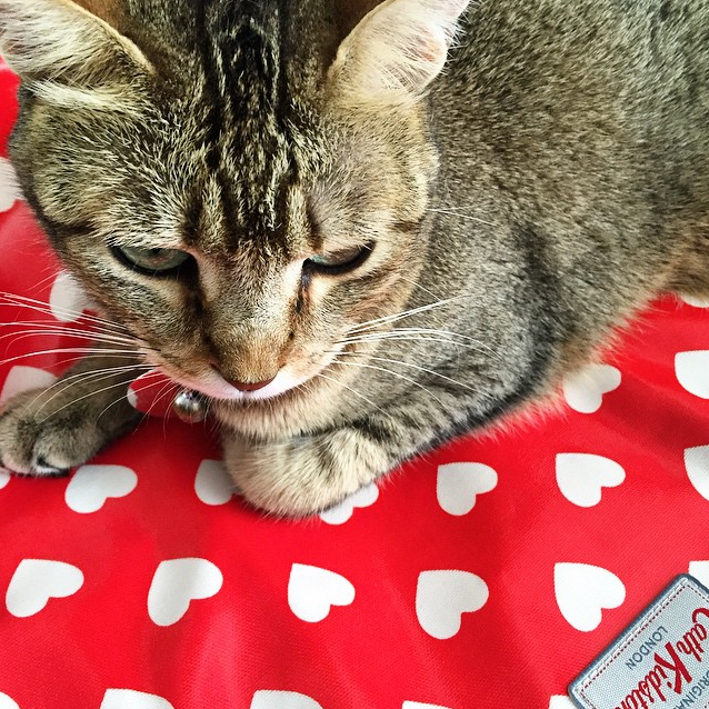 Feliway Help! apaise le chat stressé grâce aux phéromones - Une Belle Vie  De Chat : un blog sur le chat !