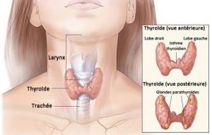 vivre sans thyroide