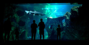 aquarium la rochelle requins