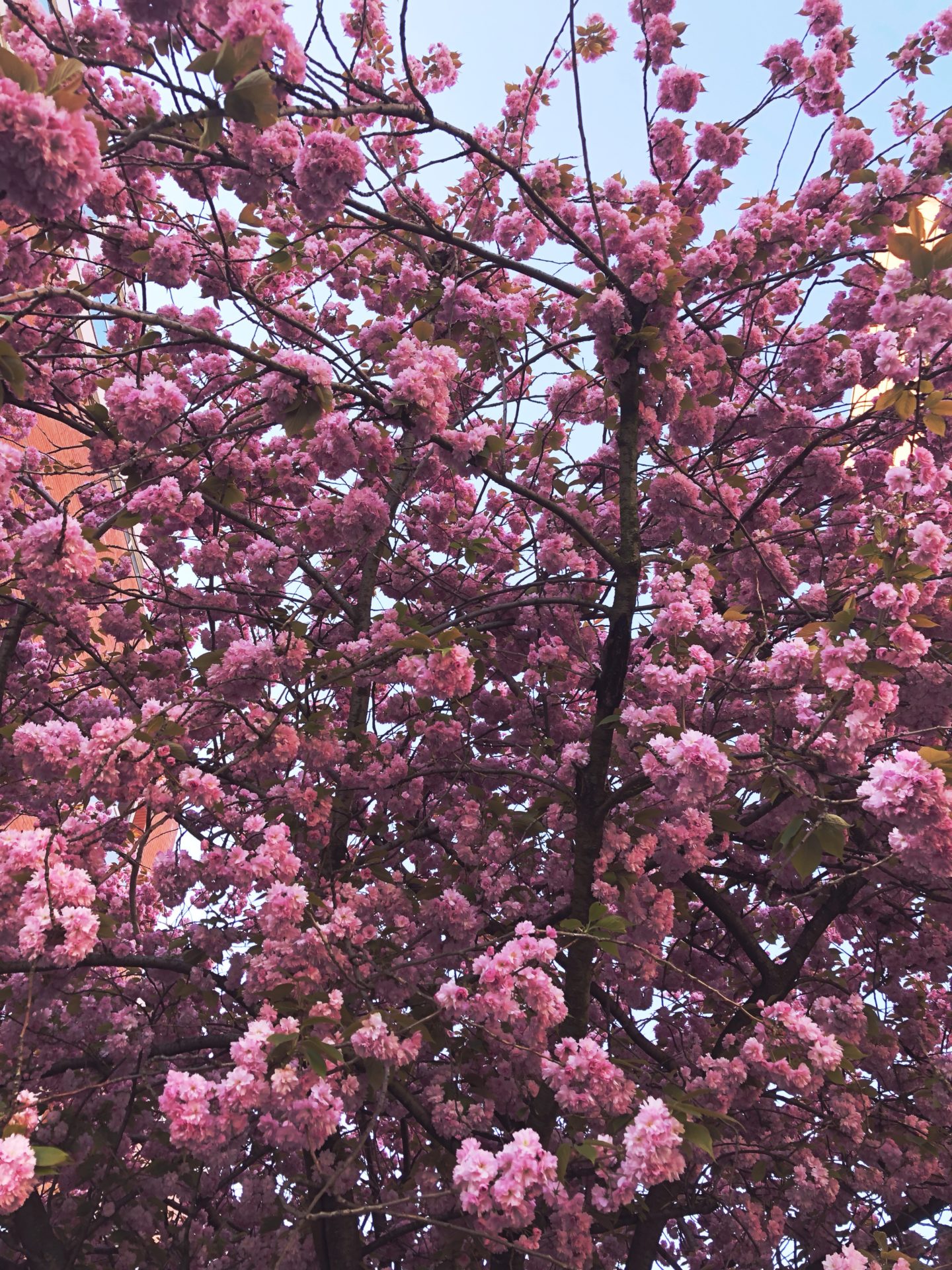 lille en fleurs