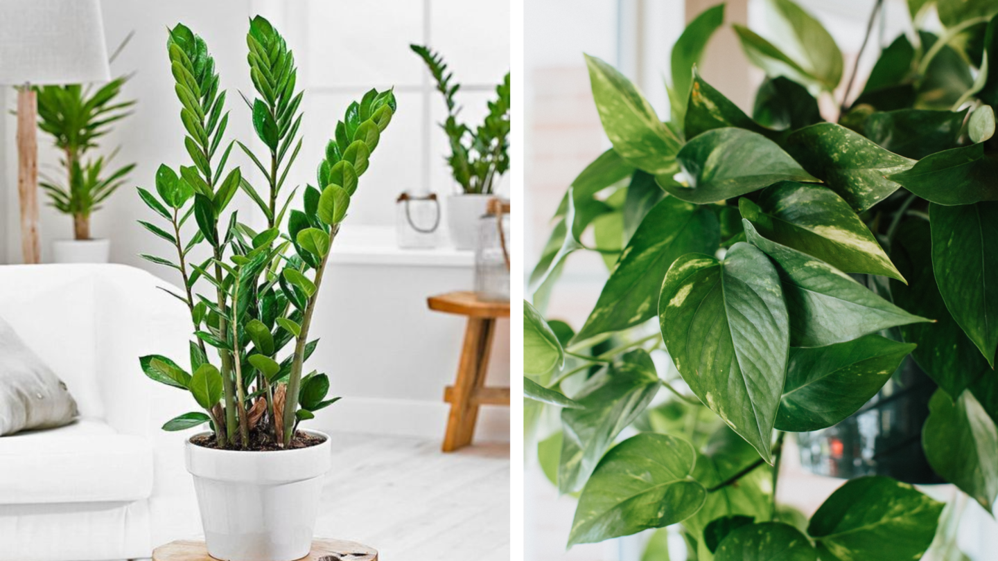 5 plantes vertes facile à entretenir