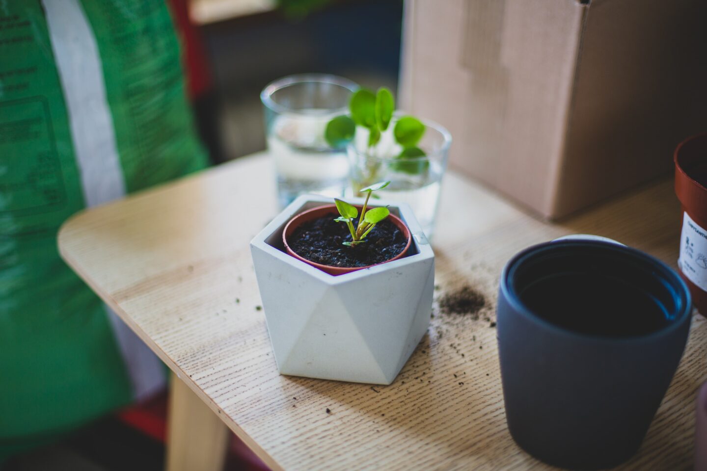 cadeau de noël DIY bouture fleurs